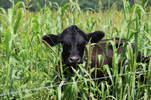 joyce farms at baldor specialty foods - regenerative agriculture - cow