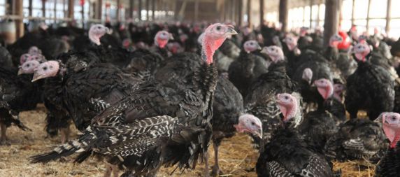 Let's Talk Turkeys: Preparing for Thanksgiving 2022