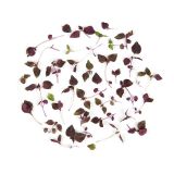 Micro Purple Shiso Leaves