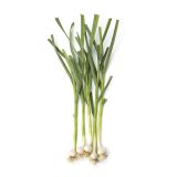 Organic Green Garlic