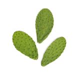 Cactus Pads
