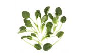 California Flat Leaf Spinach
