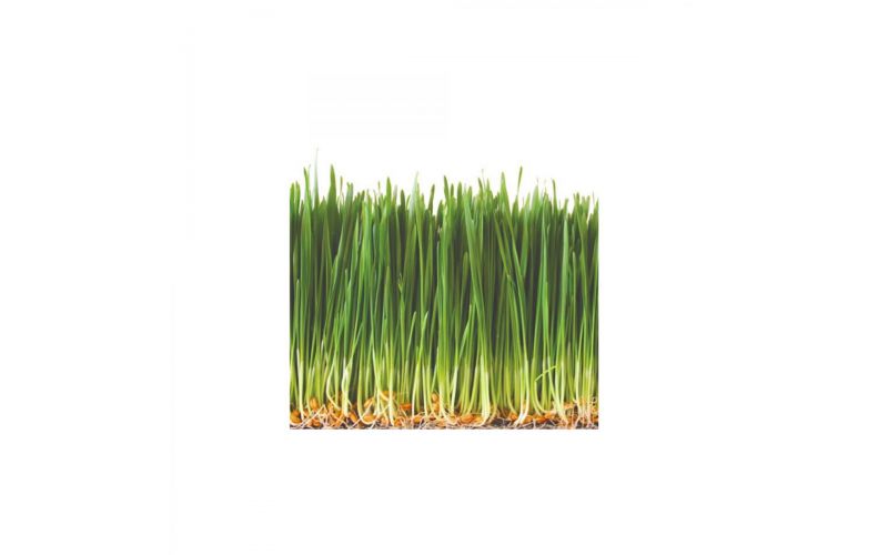 Organic Wheatgrass Tray