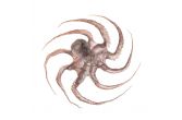 Spanish Tenderized Octopus IQF 2-4 LB