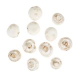 White Silver Dollar Mushrooms