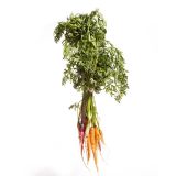 Organic Rainbow Carrot