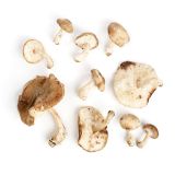 Shiitake Mushrooms Grade #2