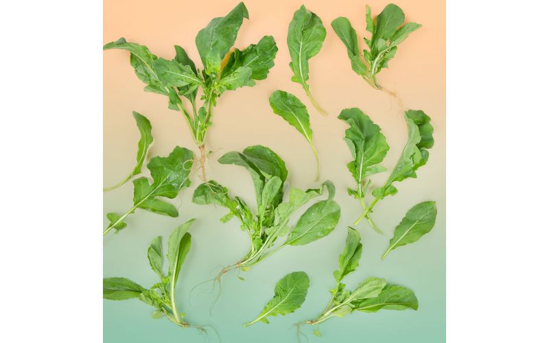 Bunched Arugula