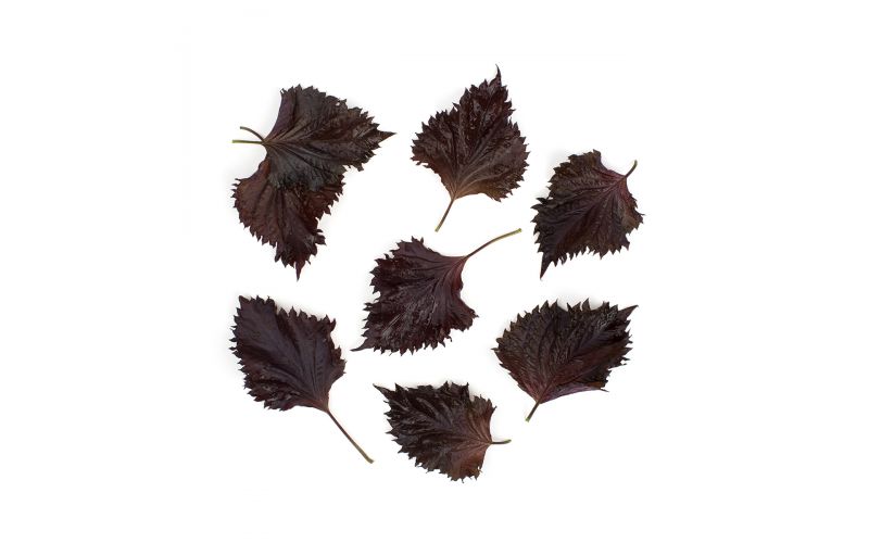 Red Shiso Oba Leaves