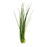 Urban Roots Chives