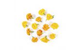 Marigold Flower Blossoms