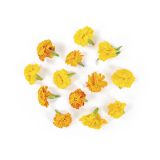 Marigold Flower Blossoms