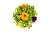 Organic Micro Lettuce Entertain You Blend