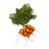 Baby Thumbelina Carrots