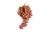 Extra Fancy Red Holiday Seedless Grapes