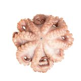 Tumbled and Tenderized Mediterranean Octopus IQF 2-4 LB