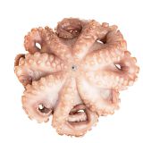 Tumbled and Tenderized Mediterranean Octopus IQF 4-6 LB