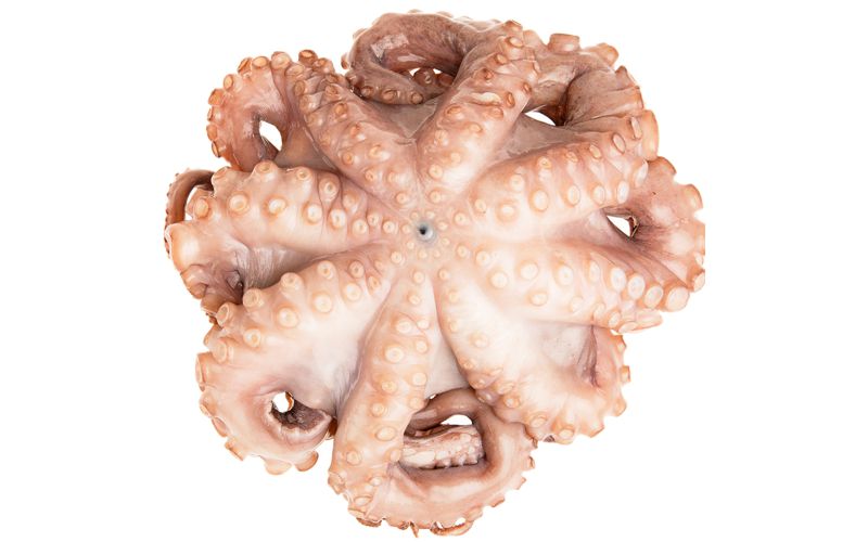 Tumbled and Tenderized Mediterranean Octopus IQF 6-8 LB