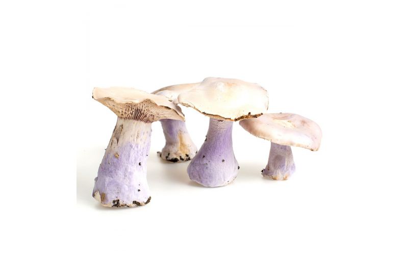 Bluefoot Mushrooms
