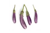 Organic Fairy Tale Eggplant