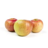 Cox's Orange Pippin Heirloom Apples