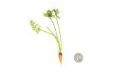 Tiny Carrots