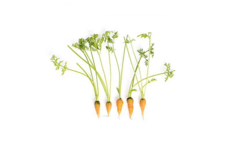 Tiny Carrots
