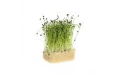 Rock Chives Living Cress